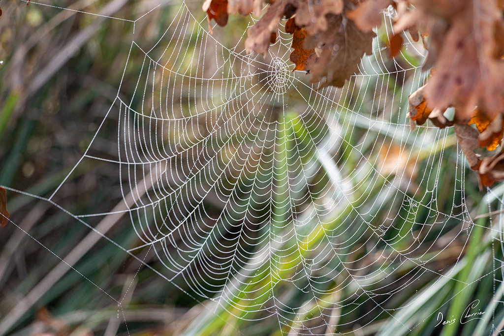 Toile d'araignée recouverte de gouttelettes de rosée